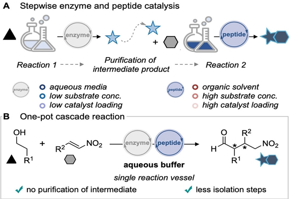 Peptide & Enzyme Catalysts