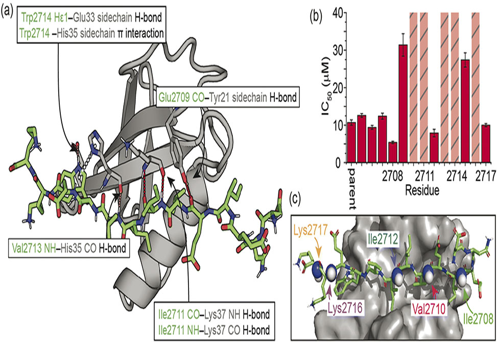 Backbone <em>N</em>-Methylation