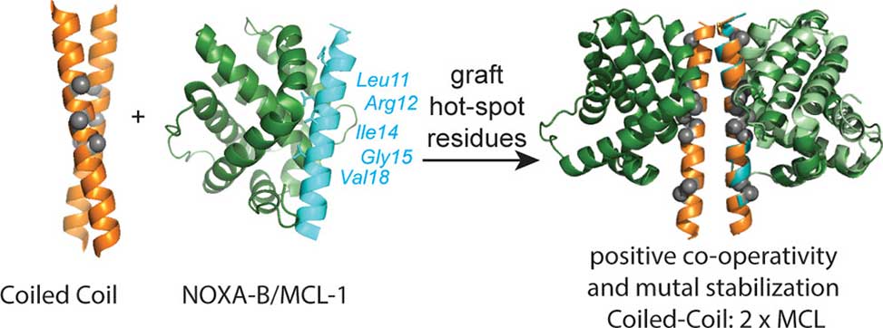 Grafted Coiled Coils - Image 1