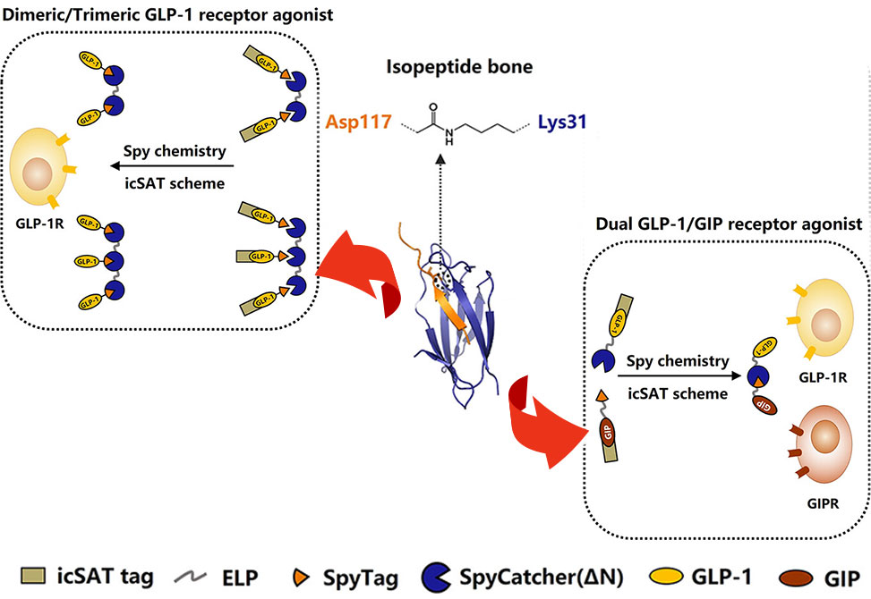 Custom Click Biochemistry