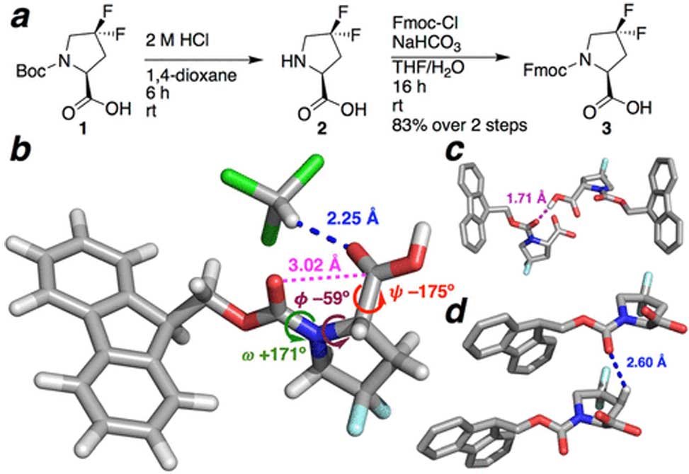 Proline Conformation